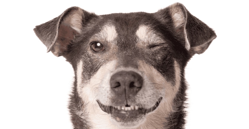 Why do Dogs get Eye Infections?