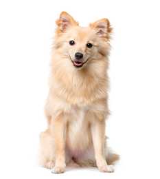 German Spitz dog breed standing tall against a white background