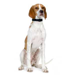 English Pointer dog breed with black collar sitting tall against a white background