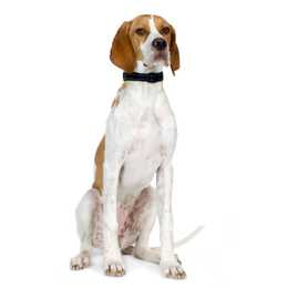 English Pointer dog breed with black collar sitting tall against a white background