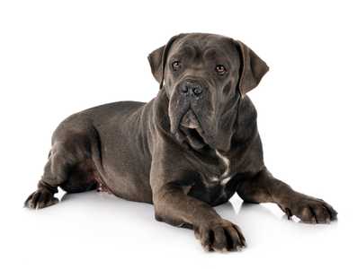 Cane Corso dog breed laying down with head up against a white background