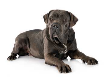 Cane Corso dog breed laying down with head up against a white background
