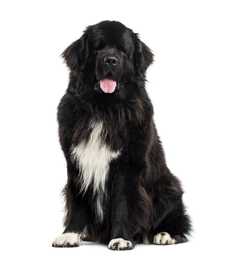 Newfoundland dog breed sitting tall with tongue out against a white background