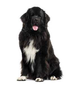 Newfoundland dog breed sitting tall with tongue out against a white background