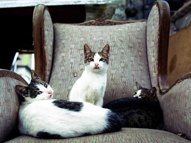 Two cats on the top of a couch