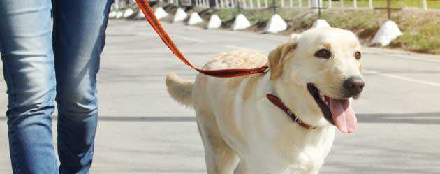 Dog Walking