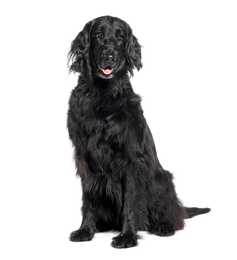Flat Coated Retriever dog breed sitting tall against a white background