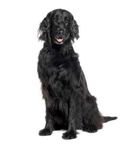 Flat Coated Retriever dog breed sitting tall against a white background