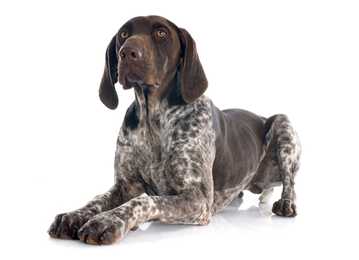 German Shorthaired Pointer dog breed laying down against a white background
