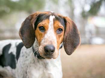 Close up of a standing Treeing Walker Coonhound dog breed outdoors