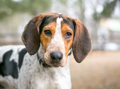 Close up of a standing Treeing Walker Coonhound dog breed outdoors