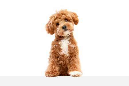 Maltipoo dog breed sitting with head cocked to the side against a white background