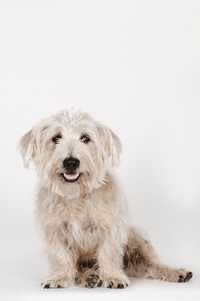 Side sitting Glen of Imaal Terrier dog breed panting against a white background