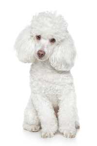 Toy Poodle dog sitting against a white background tilting his head.