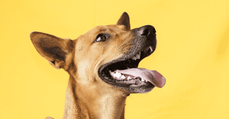 Dog looking