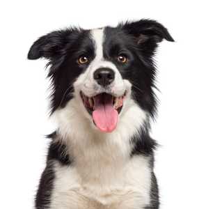 Black and white Border Collie dog breed headshot with mouth open