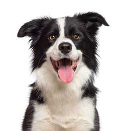 Black and white Border Collie dog breed headshot with mouth open