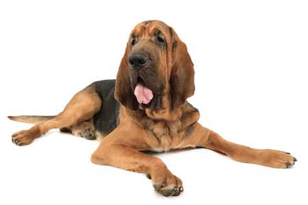 Bloodhound dog breed laying with paws outstretched and mouth open against a white background