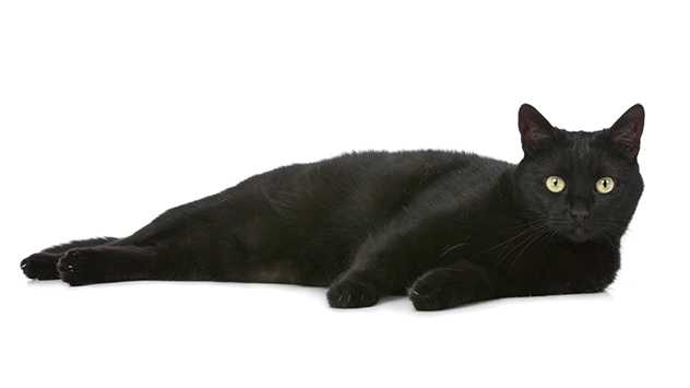 black cat