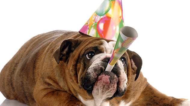 pet birthday