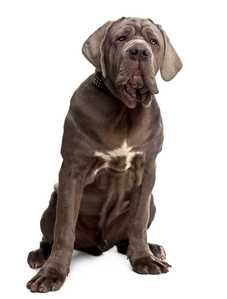 he Neapolitan Mastiff has an expressive face with deep-set eyes and drooping jowls, giving it a characteristic solemn and serious appearance.
