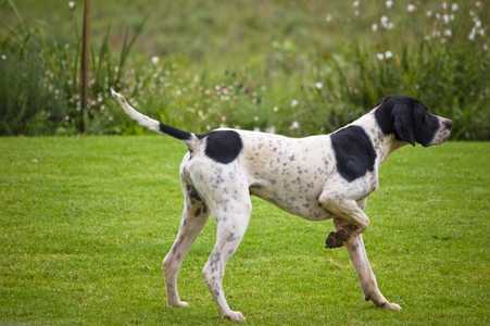 Side view of a Pointer dog breed on the grass with flowers in the background