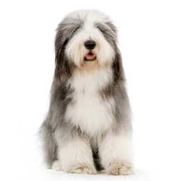 front view of a white and gray english sheepdog sitting in front of a white background