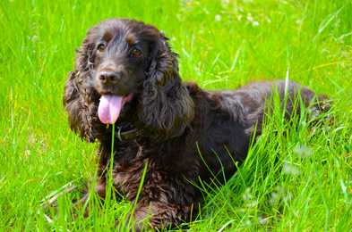 irish water spaniel laying in tall green grass with tongue out