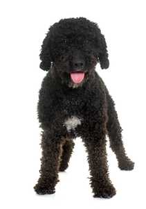 Spanish Water dog breed standing and panting against a white background