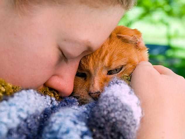 cute foster cat