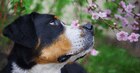 Dog smells Cherry blossom 