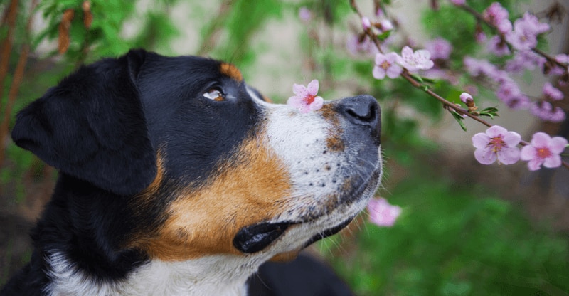 Dog smells Cherry blossom