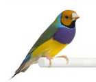 Cute bird