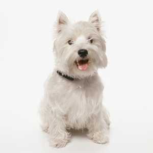 west highland white terrier dog breedwith brown collar sitting in front of a white background