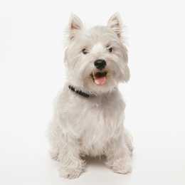 west highland white terrier dog breedwith brown collar sitting in front of a white background