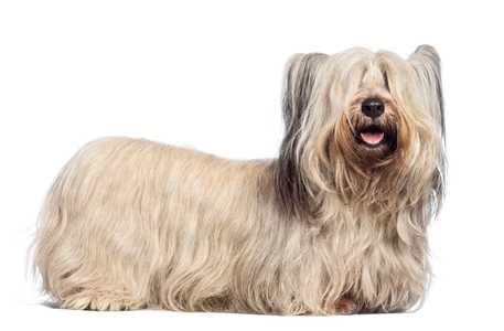 Side view of a Skye Terrier dog breed laying down against a white background with mouth open