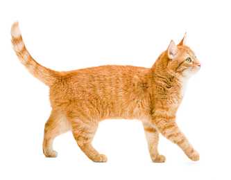 Side view of an orange domestic shorthair cat breed walking to the right against a white background