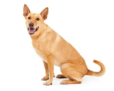 Sitting side view of a Carolina dog breed looking at the camera panting with a white background