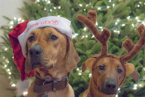 are-antlers-safe-1.jpg