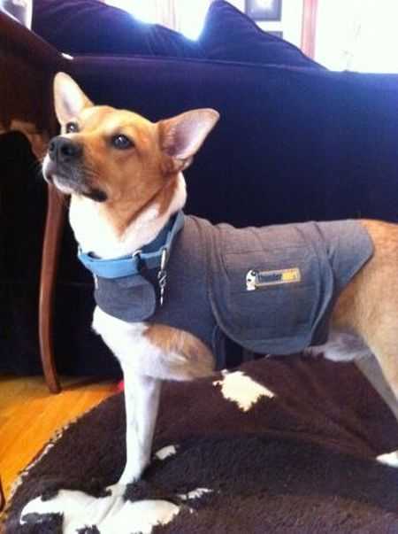 Thunder shirt Dog