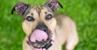 Apple cider vinegar for dogs