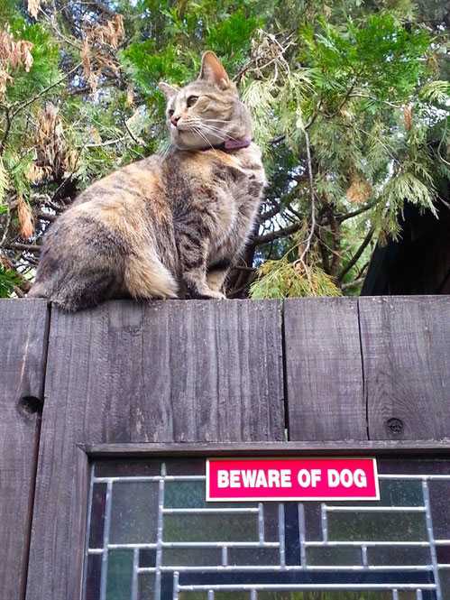 Cat on the fence