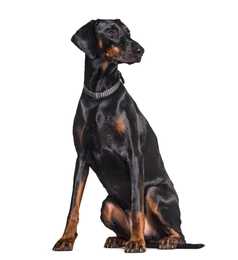 Doberman Pinscher dog breed sitting tall looking to the side with white background