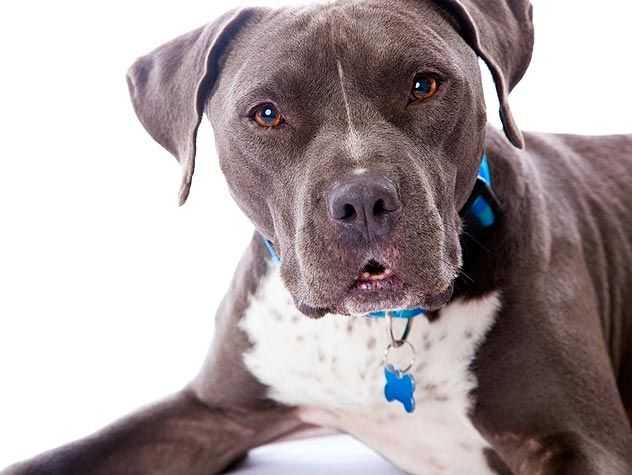 dog posing for pictures