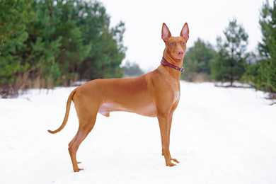 Pharaoh Hound dog breed male standing tall side view with face toward camera in the snow
