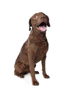 Front view of brown Chesapeake Bay Retriever dog breed sitting in front of a white background