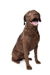 Front view of brown Chesapeake Bay Retriever dog breed sitting in front of a white background