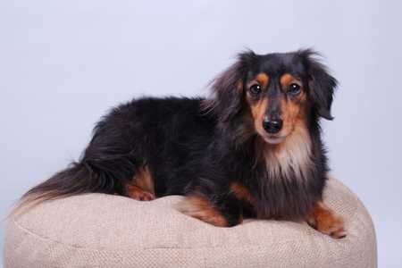 Dark colored Dachshund Miniature Long Haired dog breed laying on a cushion looking at camera