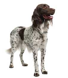 Slanted side view of a standing Munsterlander dog breed against a white background