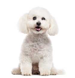 Bichon Frise dog breed sitting and panting against a white background